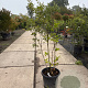 Quercus ilex 125-150 cm 25L