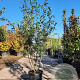 Quercus ilex 150-175 cm container solitair 40-45