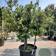 Quercus ilex 150-175 cm container solitair 40-45