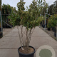Quercus ilex 150-175 cm container solitair 40-45