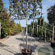 Quercus ilex 150 cm stam container 10-12 lei 150x120