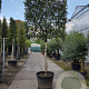 Quercus ilex 150 cm stam container 20-25 lei 150x150