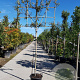 Quercus ilex 160 cm stam container 6-8 lei 150x120