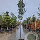 Quercus ilex 160 cm stam container 12-14 extra
