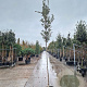 Quercus ilex 160 cm stam container 4-6