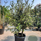 Quercus ilex 175-200 cm container piramide