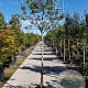 Quercus ilex 180 cm stam container 6-8 rek
