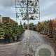 Quercus ilex 180 cm stam container 6-8 rek