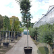 Quercus ilex 180 cm stam container 20-25