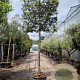 Quercus ilex 180 cm stam container 25-30 lei 180x180