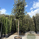 Quercus ilex 180 cm stam container 25-30