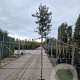 Quercus ilex 180 cm stam container 8-10