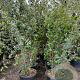 Quercus ilex 200-250 cm 50L
