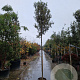 Quercus ilex 200 cm stam container 18-20
