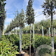 Quercus ilex 200 cm stam container 10-12 lei 150x120
