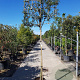 Quercus ilex 200 cm stam container 16-18 lei 150x150