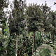 Quercus ilex 200 cm stam container 14-16 hoge lei