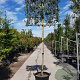 Quercus ilex 200 cm stam container 14-16 lei 150x120