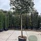 Quercus ilex 200 cm stam container 20-25 lei 125x150