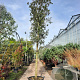 Quercus ilex 200 cm stam container 35-40