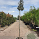 Quercus ilex 200 cm stam container 6-8
