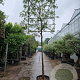 Quercus ilex 220 cm stam container 20-25 lei 120x150
