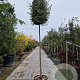 Quercus ilex 220 cm stam container 12-14