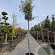 Quercus ilex 220 cm stam container 18-20 lei 150x120