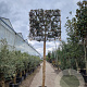Quercus ilex 220 cm stam container 30-35 lei 150x150