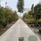 Quercus ilex 220 cm stam container 8-10