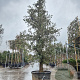 Quercus ilex 350-400 cm cont. 230L extra
