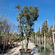 Quercus ilex 350-400 cm cont. 500L meerstammig