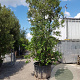 Quercus ilex 450-500 cm cont. 500L meerstammig