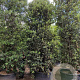 Quercus ilex 450-500 cm cont. 500L meerstammig