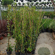 Trachelospermum jasminoides 125-150 cm 3,0L