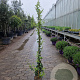 Trachelospermum jasminoides 125-150 cm 4,0L