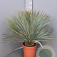 Yucca rostrata 60-80 cm container