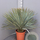 Yucca rostrata 60-80 cm container