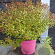 Abelia grandifl. 'Little Lady' 40-50 cm 5,0L