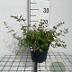 Abelia grandiflora GM 2,0L