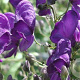 Aconitum henryi 'Spark's Variety' GM P9