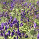 Aconitum henryi 'Spark's Variety' GM P9