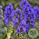 Aconitum henryi 'Spark's Variety' GM P9