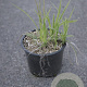 Carex morrowii 'Ice Dance' GM 2,0L