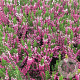 Calluna vulgaris GM 2,0L