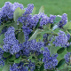 Ceanothus arboreus 'Trewithen Blue' 125-150 cm 20L 3 stok
