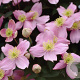 Clematis 'New Dawn' 80 cm rozenpot 2L
