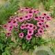 Echinacea p. Powwow Wild Berry GM P9