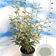 Elaeagnus ebbingei 80-100 cm 10L