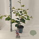 Hamamelis int. 'Jelena' 30-40 cm 5,0L